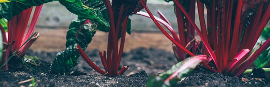 Guilt-free Green with Micro Irrigation & Rain-jet